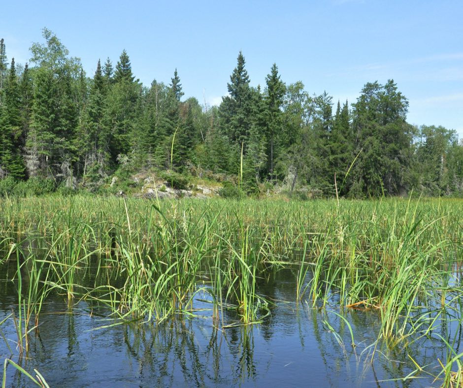 To show that wild rice is an aquatic grass not a grain. Wild rice is a type of grass that grows in shallow water. It is an important food source for many animals, including ducks and geese.